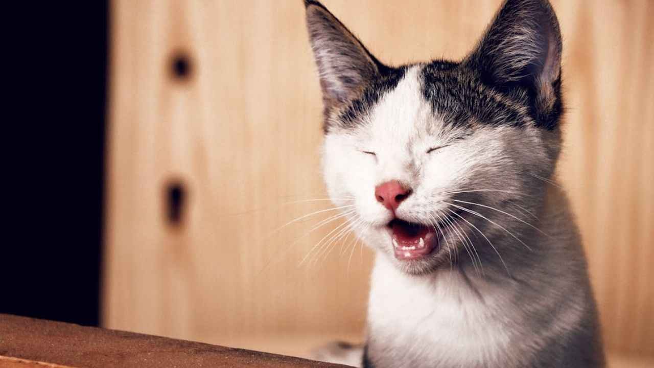 Why Does My Cat Meow at Night? Understanding Your Cat's Feelings