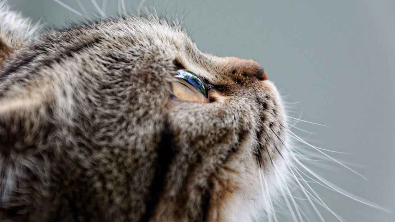 How to Help a Stressed Cat Adjust to a New Home