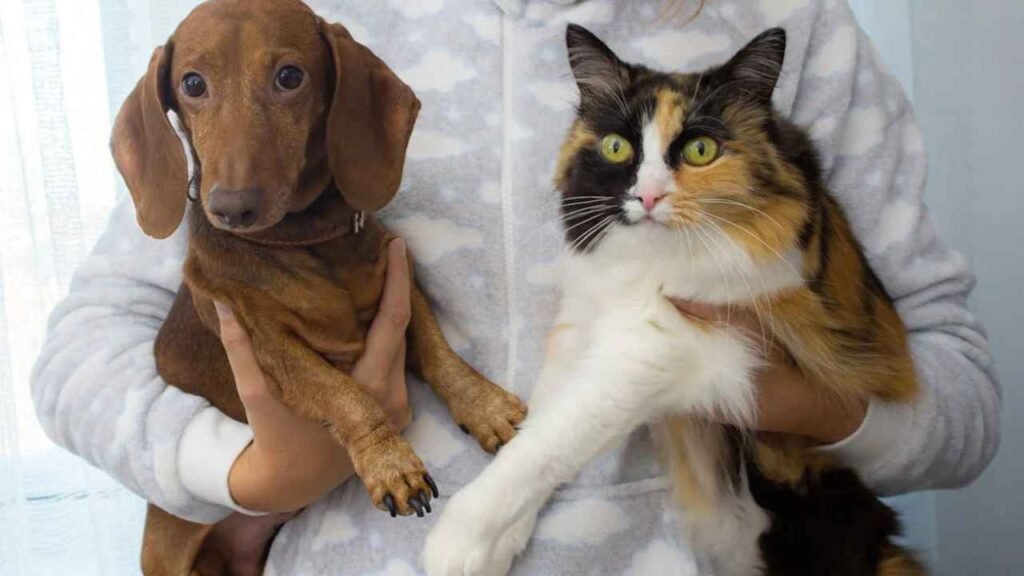 How to Introduce a Cat to a Dog Safely (2025)