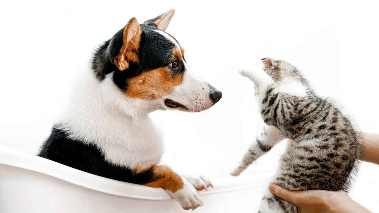 How to Introduce a Cat to a Dog Safely (2025)