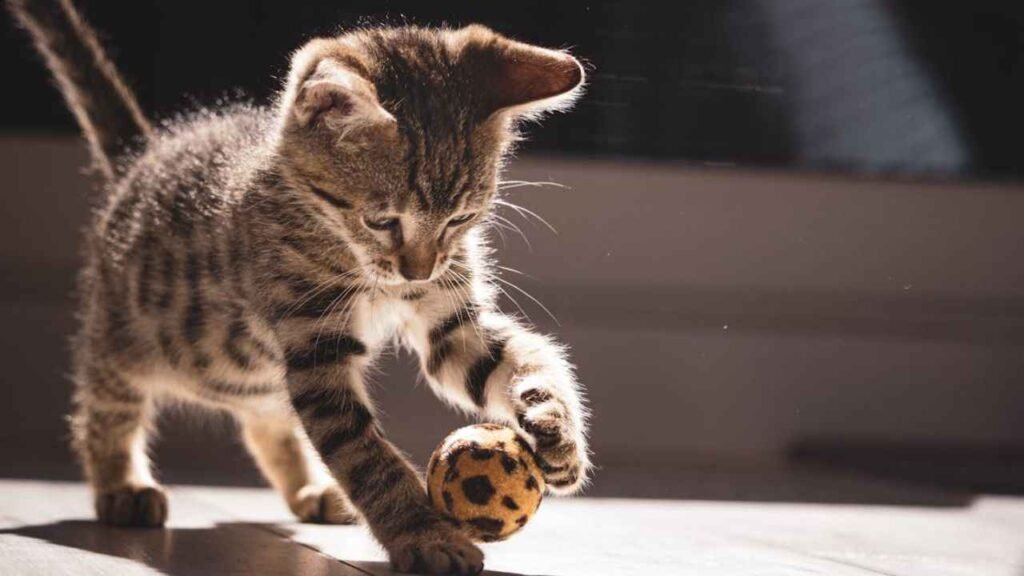 How to Keep Indoor Cats Entertained in 2025