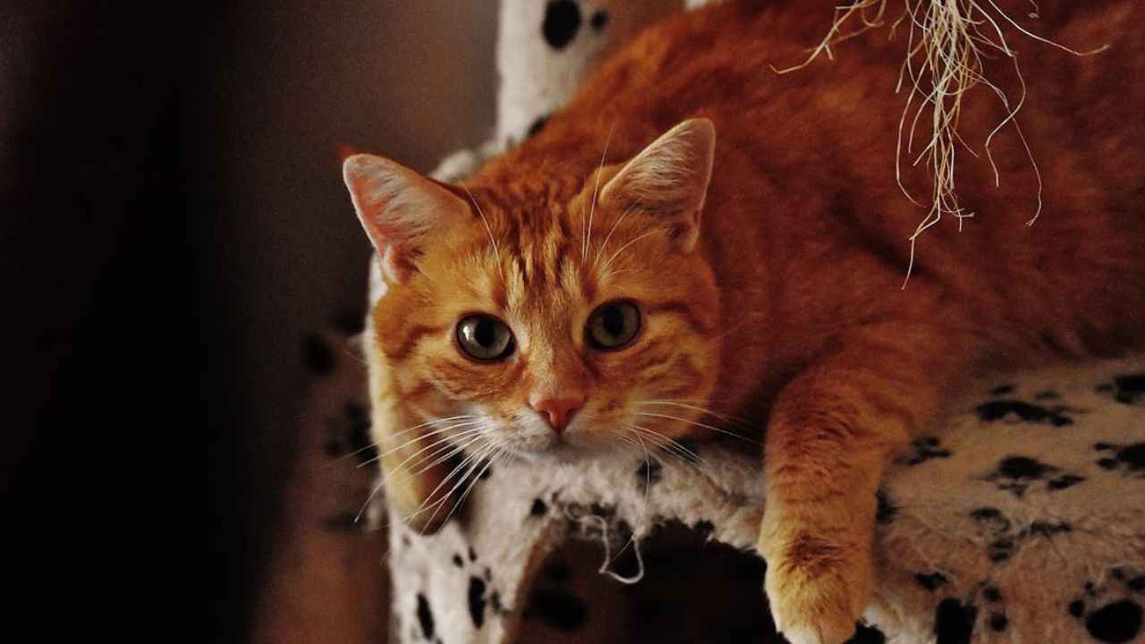 How to Keep Indoor Cats Entertained in 2025