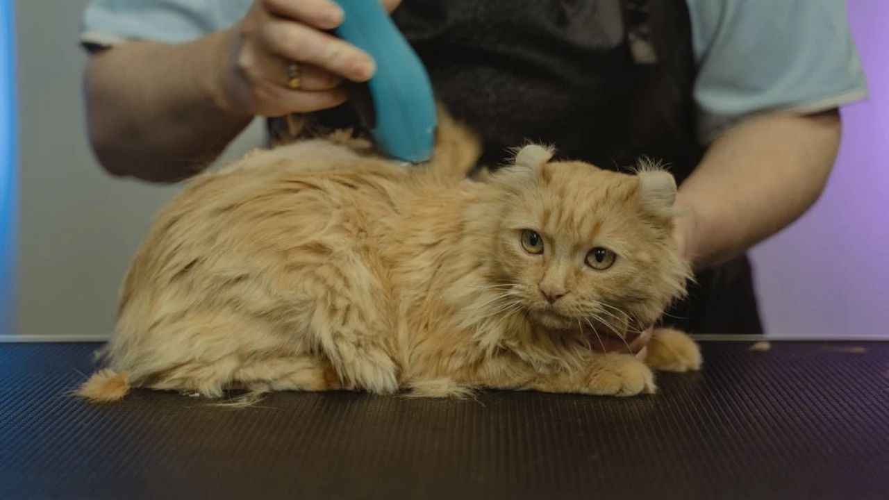 Natural Remedies for Fleas on Cats in 2025