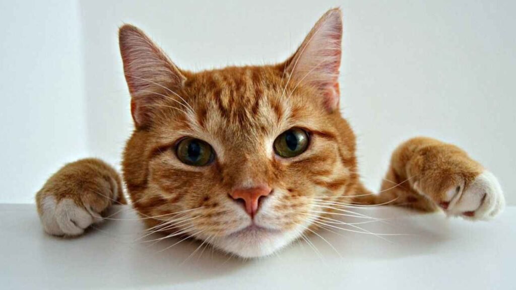 Why Does My Cat Meow at Night? Understanding Your Cat's Feelings