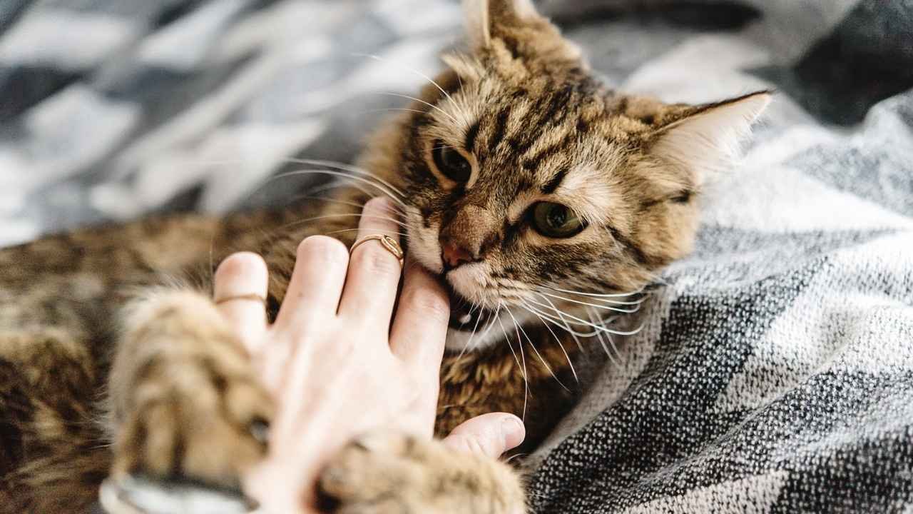How to Stop a Cat from Biting While Playing
