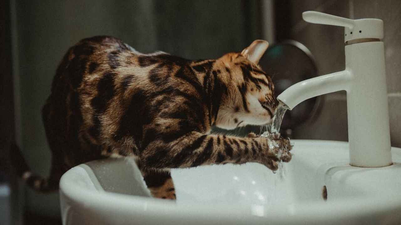 Is My Cat Drinking Enough Water? Essential Hydration Guide