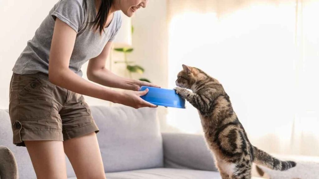 Safe Human Foods for Cats in 2025