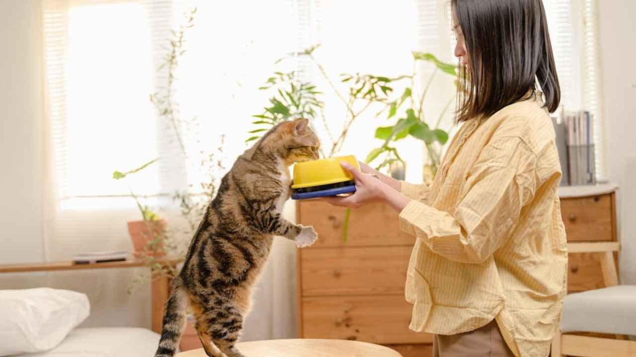 Safe Human Foods for Cats in 2025